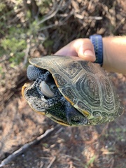 Malaclemys terrapin