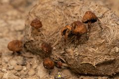 Deconica