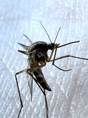 Aedes trivittatus