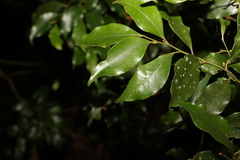 Cryptocarya meisneriana