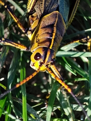 Taeniopoda tamaulipensis