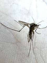 Aedes trivittatus