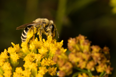 Callandrena