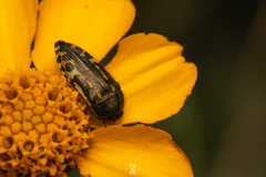 Acmaeodera scalaris