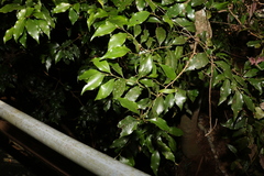 Cryptocarya meisneriana