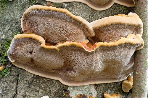 Spindulinis Skylenis nuotrauka