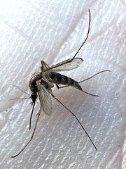 Aedes trivittatus