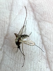 Aedes trivittatus