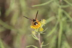 Megapterocheilus