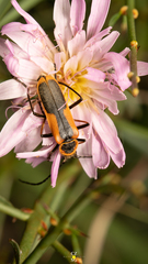Chauliognathus limbicollis