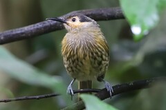 Xanthotis macleayanus