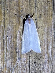 Urola nivalis