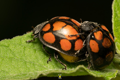 Epilachna mexicana