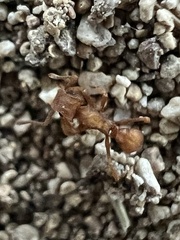 Cyphomyrmex wheeleri