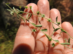 Phyllanthus polygonoides