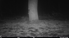 Glaucomys oregonensis