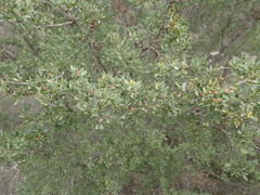 Leptospermum coriaceum