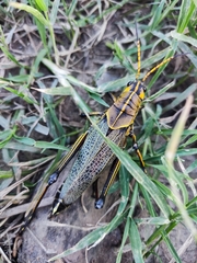 Taeniopoda tamaulipensis