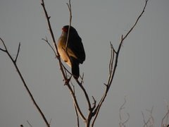 Embernagra platensis