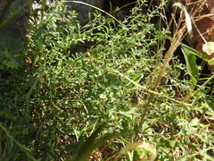 Phyllanthus polygonoides