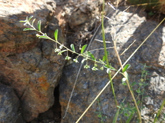 Phyllanthus polygonoides