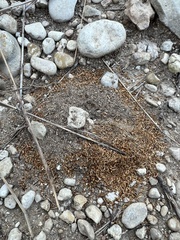 Cyphomyrmex wheeleri