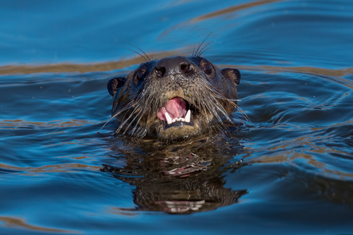 North American River Otter photographed in California