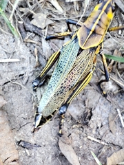 Taeniopoda tamaulipensis