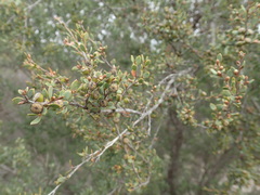 Leptospermum coriaceum