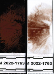 Cortinarius atkinsonianus