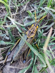 Taeniopoda tamaulipensis