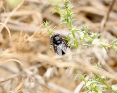 Copestylum violaceum