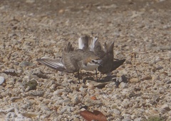 Charadrius ruficapillus