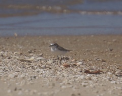 Charadrius ruficapillus