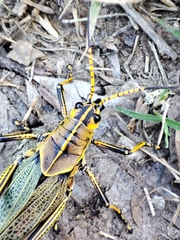 Taeniopoda tamaulipensis