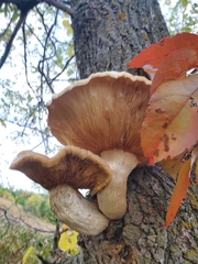 Hypsizygus