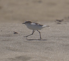 Charadrius ruficapillus