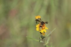Megapterocheilus