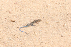 Aspidoscelis hyperythrus