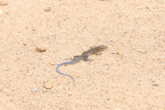 Aspidoscelis hyperythrus