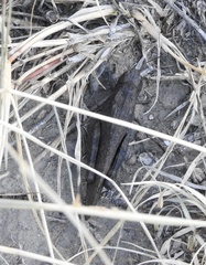 Arphia pseudonietana