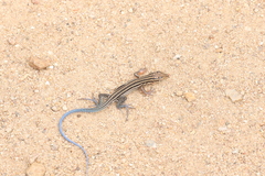 Aspidoscelis hyperythrus