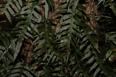 Microsorum scandens