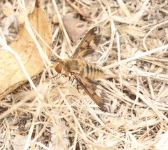 Poecilanthrax arethusa