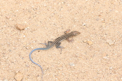 Aspidoscelis hyperythrus