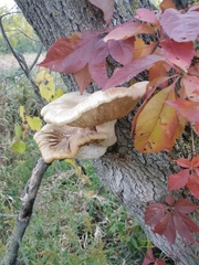Hypsizygus