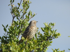 Oreoscoptes montanus