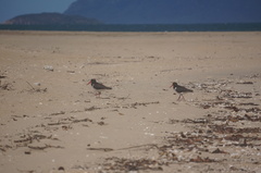 Haematopus longirostris