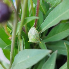 Arvelius albopunctatus