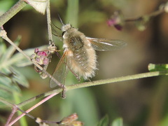 Bombyliini